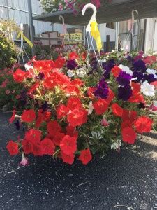 These flowers love sunny conditions and can thrive in any area near windows. Flowers - Orchards and Bakery near Frederick, MD ...