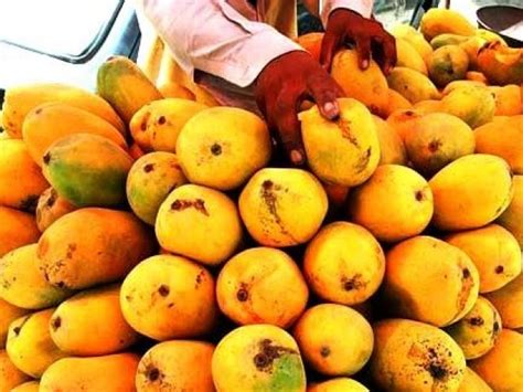 Mangoes May Be Exported To Australia The Express Tribune