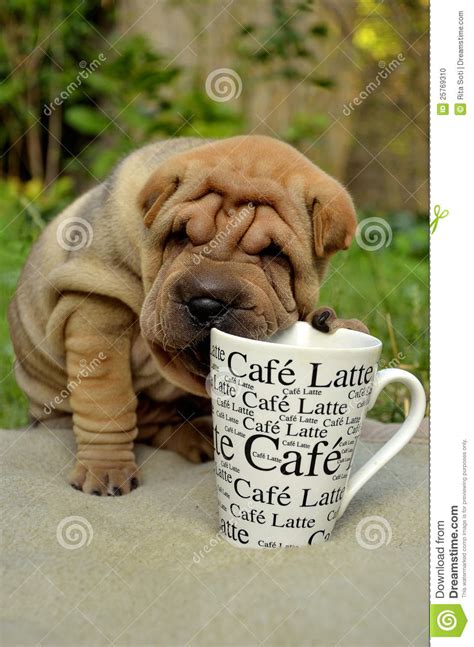 Sharpei Puppy With Coffee Cup Stock Photo Image 25769310
