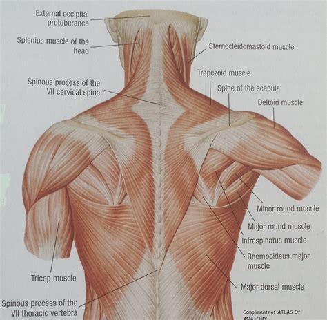 Stiff or tight shoulders can cause discomfort and limit a person's range of motion. neck and shoulder muscles Gallery