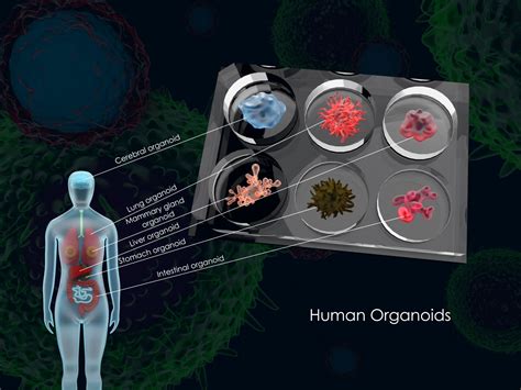 Using Artificial Intelligence To Build A Better Organoid