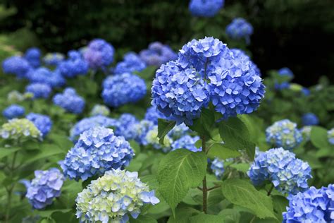 Types Of Naturally Blue Flowers Top 55 Types Of Blue Flowers With