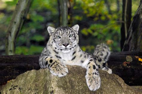 Bhutan Mountain Census Discovers 96 Snow Leopards