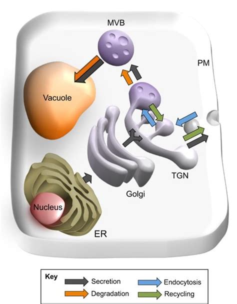 The journal is produced by sheridan journal services, waterbury, vt. The retromer, sorting nexins and the plant endomembrane ...