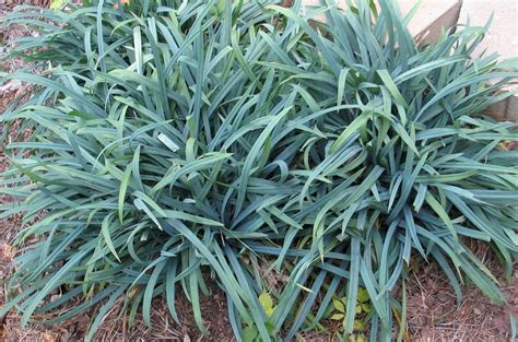 Carex Laxiculmis Hobb Bunny Blue Sedge Shade Plants Shade Garden