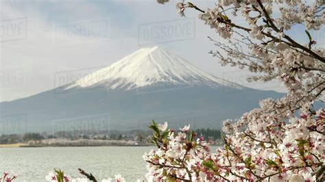 Close View Of Cherry Blossoms And Mt Fuji At Lake Kawaguchi At The