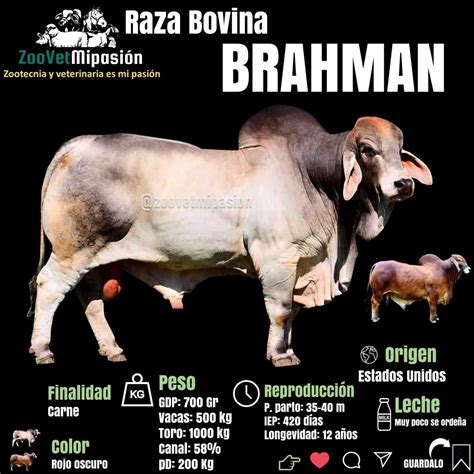 Raza De Ganado Brahman Informacion Actualizada 2020