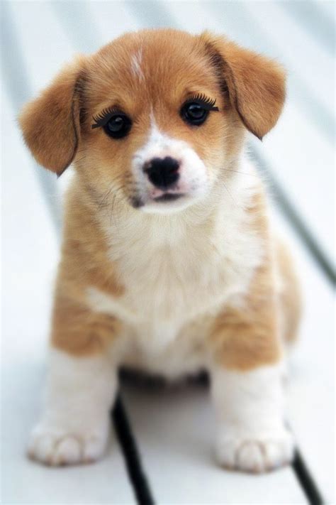 Look At That Little Puppy Cute Puppy Wallpaper Cute Dogs Cute