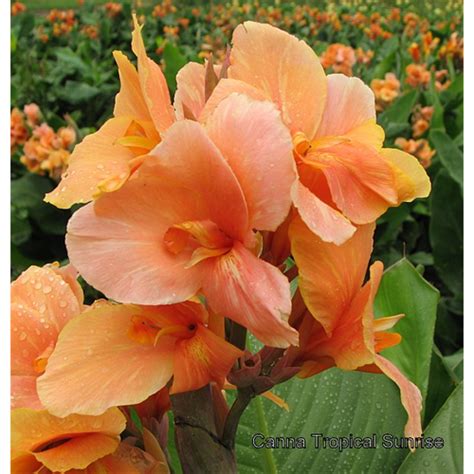 Large lush foliage enhances outdoor living spaces plantfiles pictures: Canna by Variety (Dwarf) - Terra Ceia Farms