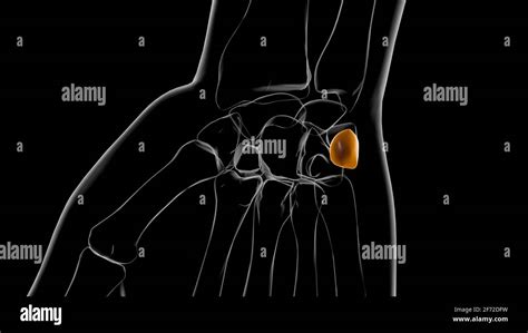 Human Skeleton Pisiform Bone Anatomy 3d Illustration Stock Photo Alamy