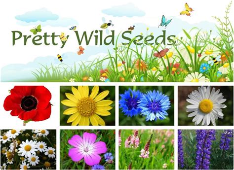 100 Pure Cornfield Wild Flower Seed Meadow 100g By Pretty Wild Seeds