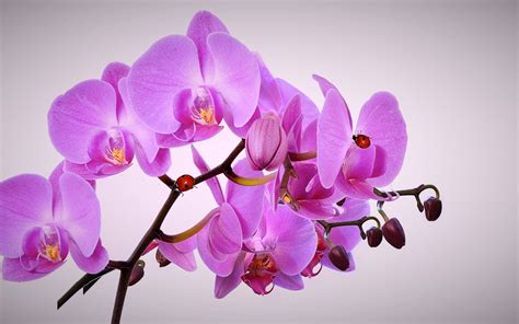 Descargar Fondos De Pantalla Orquídea Rosa Flores Tropicales