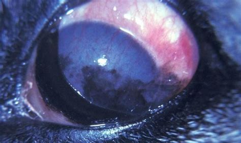 What To Know About Chronic Superficial Keratitis Pannus In Dogs Petful