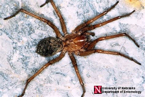 Female Hobo Spider Identification
