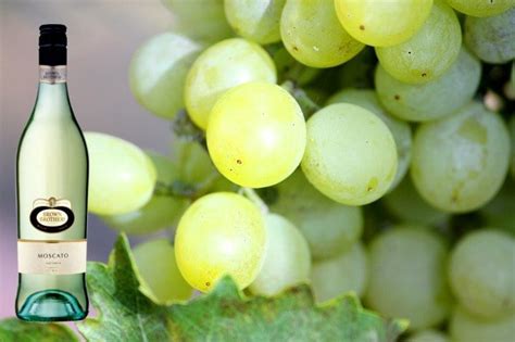 Discover The Best Sweet White Wine For Beginners