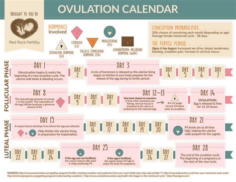 What You Need To Know About Your Ovulation Cycle Infographic Red