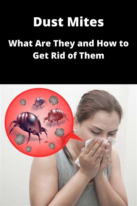What Are Dust Mites And How To Get Rid Of Them Dust Mites Dust Mite