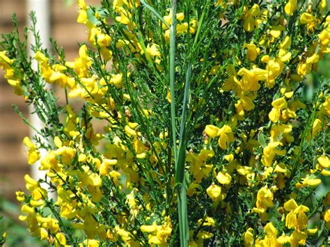Stems smooth above an almost flat rosette of shallowly. Scene Through My Eyes: Wildflowers