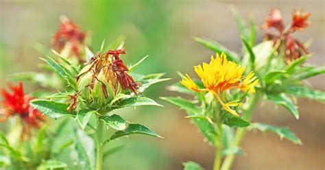 How To Grow Safflower In The Best Way Basic Agricultural Study