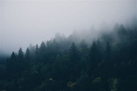 Free Images Landscape Tree Nature Forest Cloud Sky Fog Mist