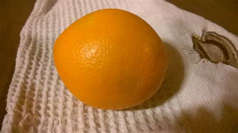 Pomarańcza Navelina Citrus Sinensis Galeria Zdjęć