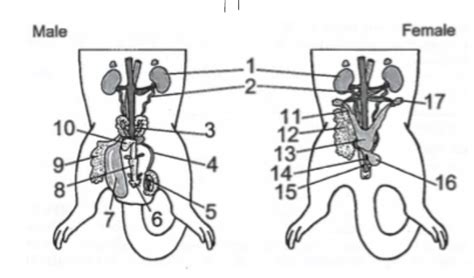 Rat Reproductive System 1 Diagram Quizlet