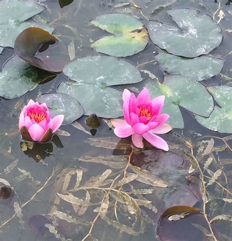 pygmy water lily ubicaciondepersonas cdmx gob mx