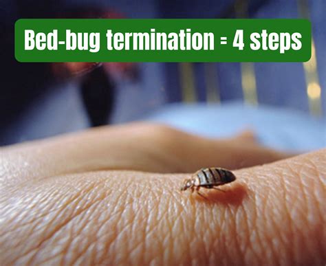 Get Rid Of Bed Bugs In 4 Steps