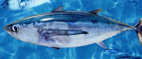 School of Fish - Species Encyclopedia - Tradex Foods Inc