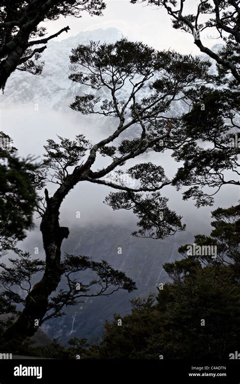 Rain Forest In Milford Sound New Zealand Stock Photo Alamy