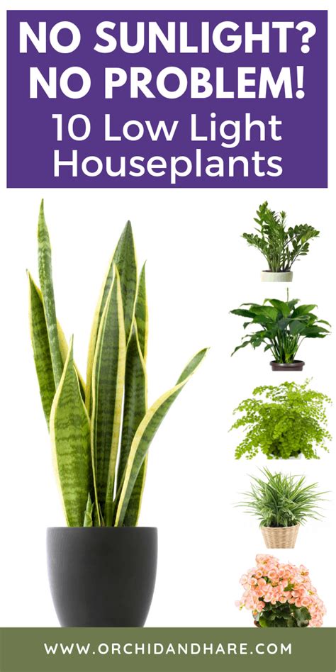 10 Best House Plants For Dark Rooms Find Out Which Are The Best