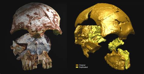 Ancient Skull Found In Laos Changes History Educating