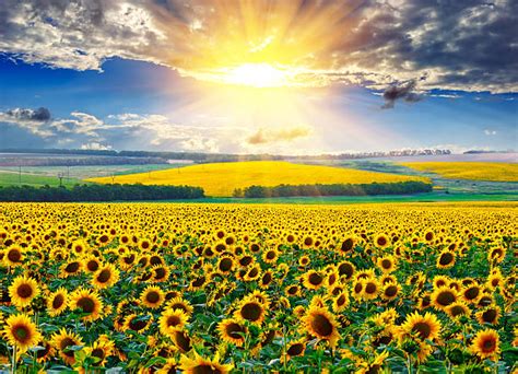 Royalty Free Sunflower Field Pictures Images And Stock Photos Istock