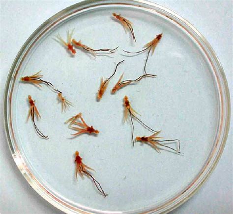 Important Crustacean Parasites In Brackishwater Fi Sh Lernanthropus