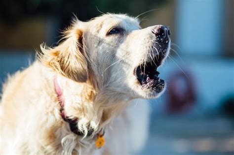 Effective Techniques To Stop Your Dog From Barking Demotix