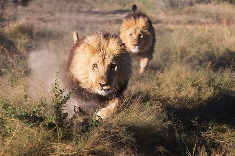 Two Captive Male Lions Panthera Leo Running Full Speed Grasslands