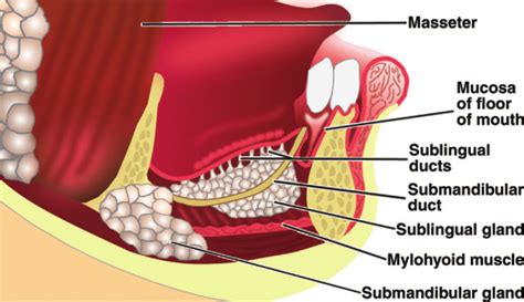 Drawing Shows The Relations Of The Major Salivary Glands And Ducts To