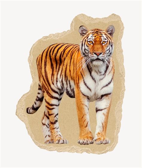 Tiger Collage Element Animal Torn Free Psd Rawpixel