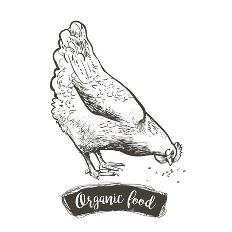 Vector Hen Chicken Feeding Engraving Sketch Vintage Isolated