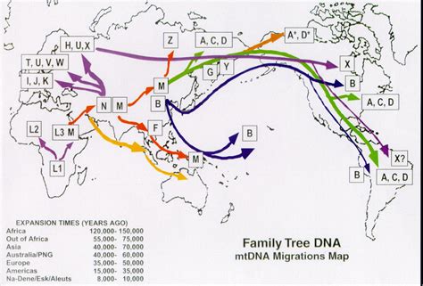 Mtdna Haplogroup Of L David Roper