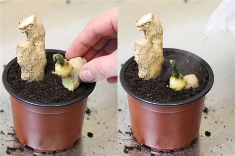Ingwer anbauen - so ziehen Sie Ingwerpflanzen selber | Ingwerpflanze