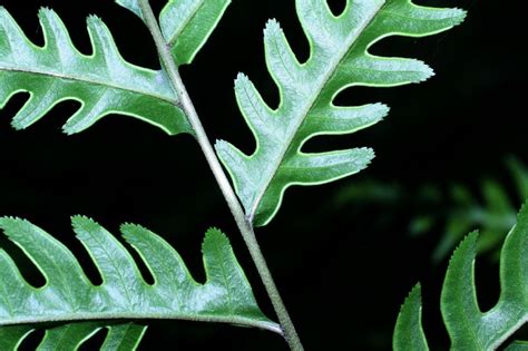 Pteris Altissima Pteridaceae