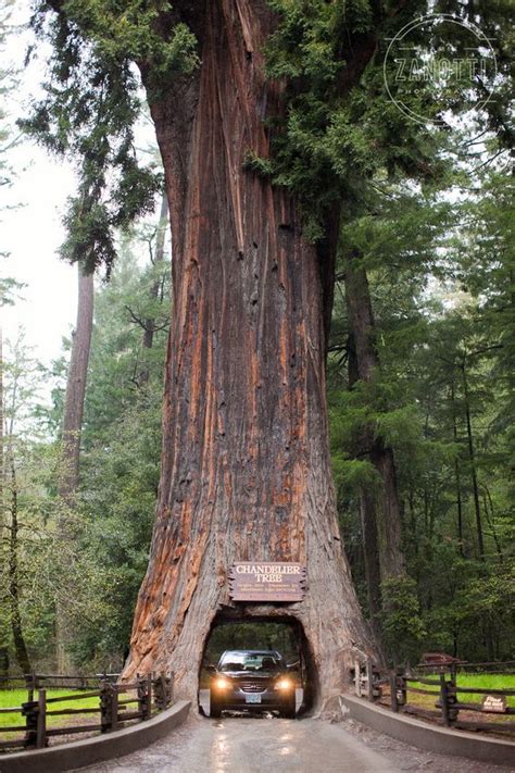 Northern California Redwoods Drive Thru Tree Beautiful Places Around