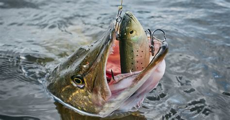 10 Best Pike Lures Catch Monster Northerns