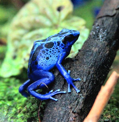 Blue Poison Dart Frog Photograph By Greg Thiemeyer