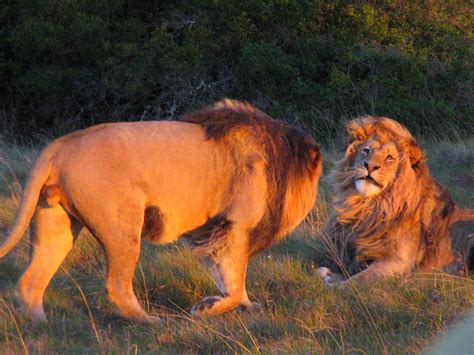 A Couple Of Gay Lions Just Showed Their Pride And People Are Wonderfully Shocked