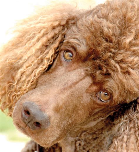 How To Care For Standard Poodles Vida Veterinary Care