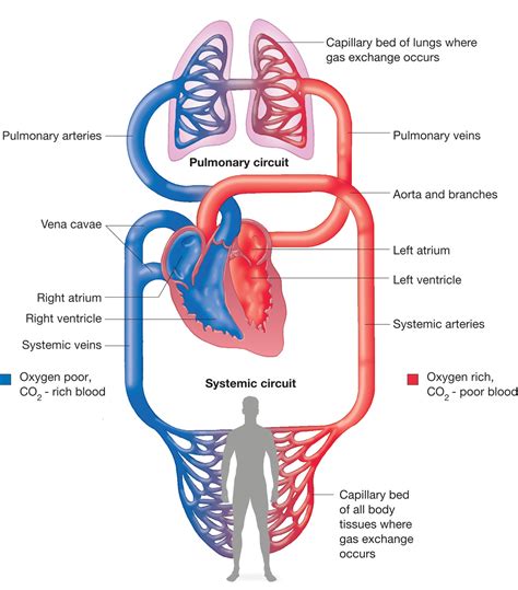 A Simple Schematic Of General Circulation