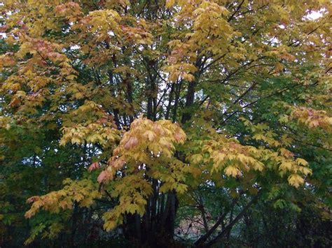 Big Leaf Maple Acer Macrophyllum Native Plants Pnw