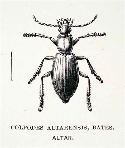 1891 wood engraving colpodes altarensis bates edward whymper andes xgz period paper historic